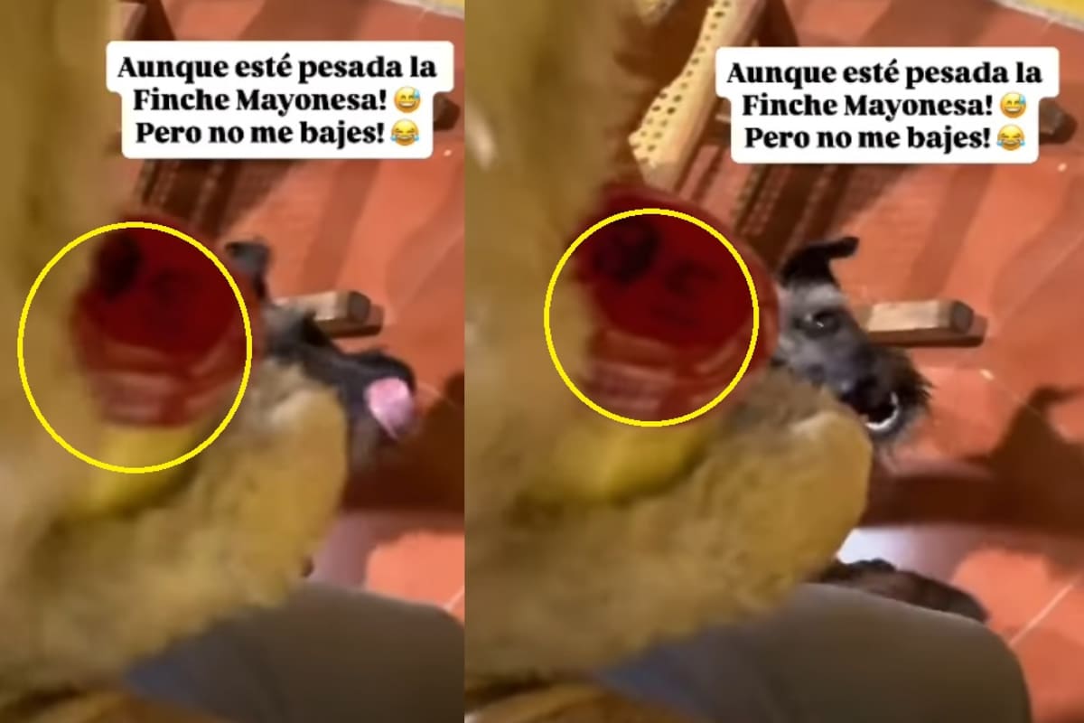 Joven que iba a la tienda con sus mascotas cuenta cómo su perrito terminó deteniendo un frasco de mayonesa tras una persecución y se vuelve viral