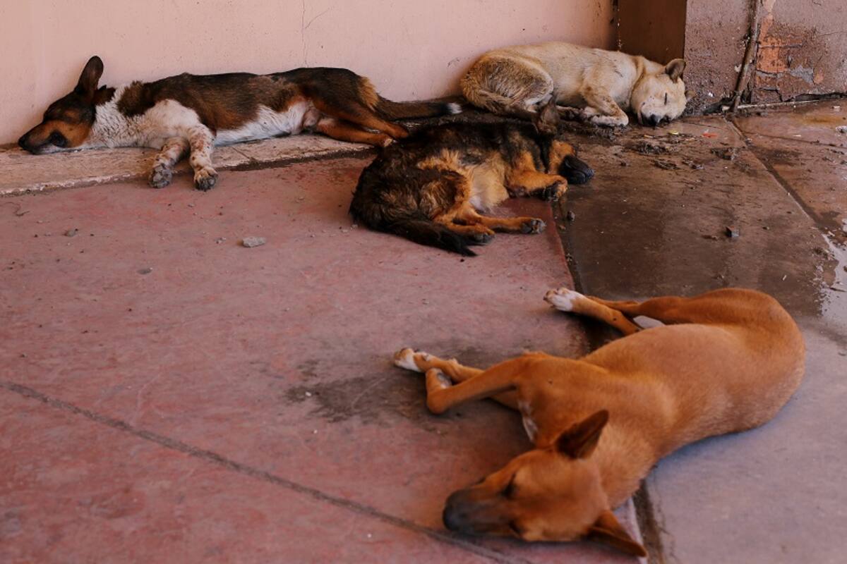 La Secretaría de Salud estima entre 3 mil y 5 mil perros callejeros en Mexicali