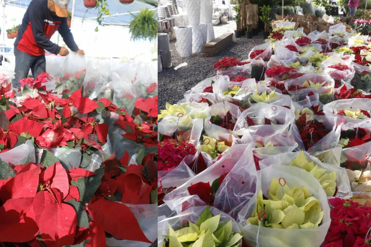 Llegan las primeras Nochebuenas a Hermosillo; los precios van de 50 a 250 pesos