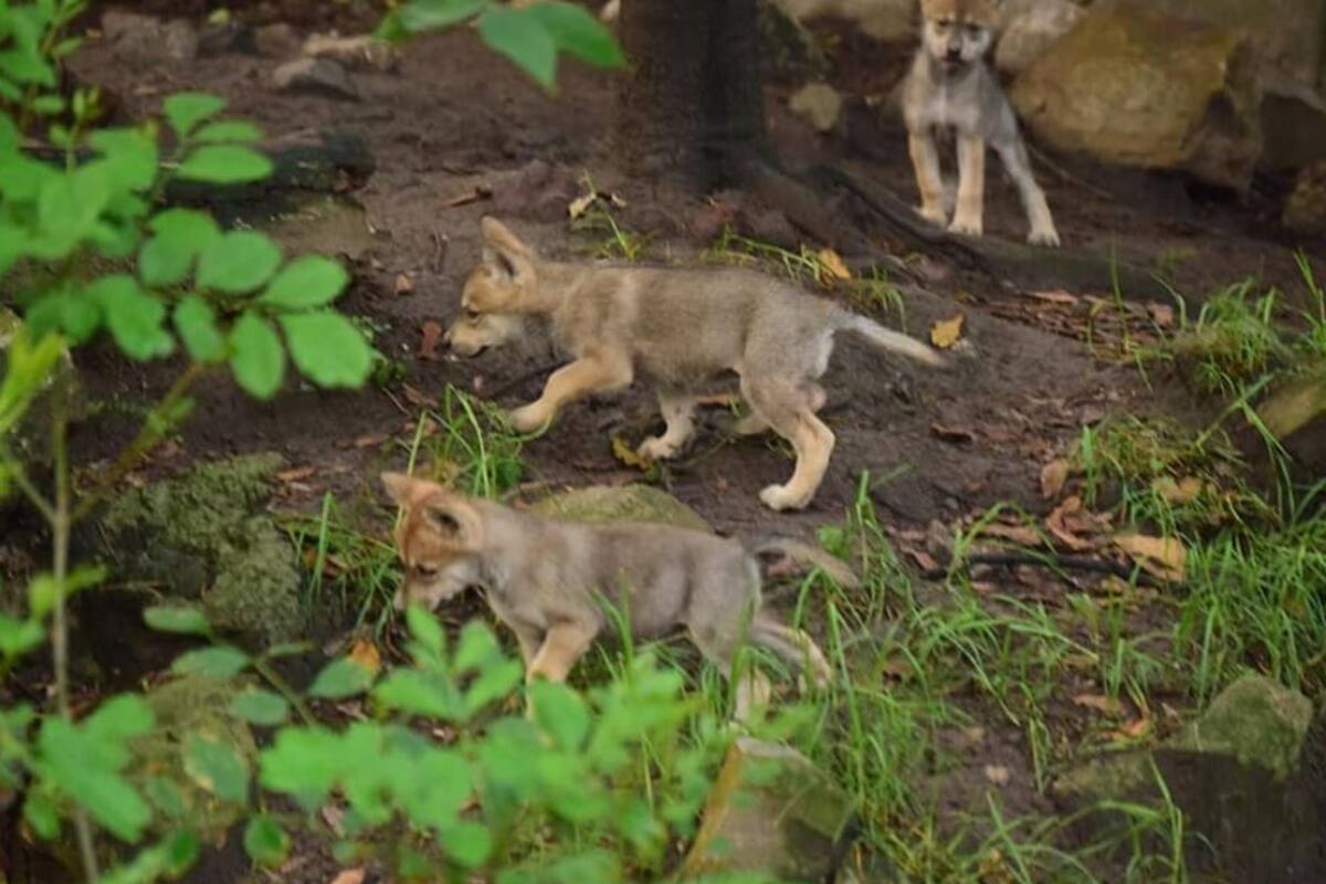 Milagroso nacimiento de lobos mexicanos en Chapultepec