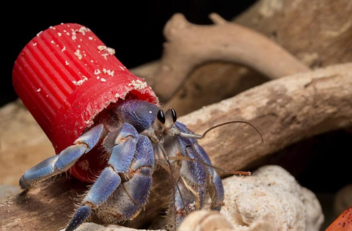 Shawn Miller, un fotógrafo profesional y apasionado observador del comportamiento animal, ha documentado durante años escenas poco comunes de diversas especies, incluyendo cangrejos ermitaños.