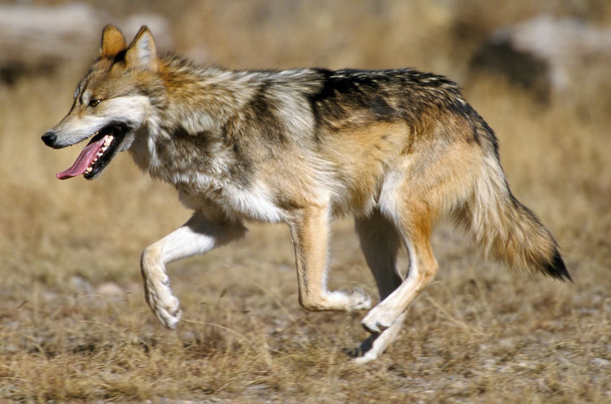 Ante el incremento de ataques a ganado y la expansión del animal hacia zonas agrícolas y cercanas a ciudades, el gobierno decidió aumentar el límite de sacrificio autorizado. v