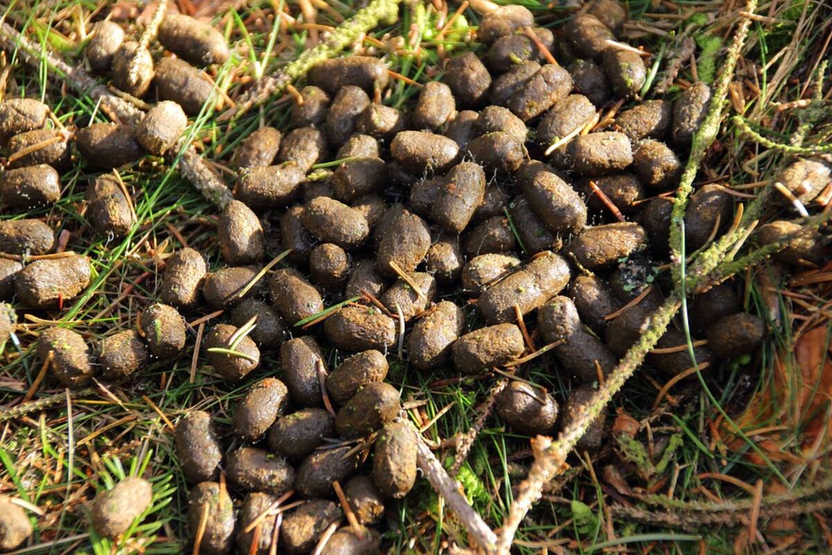 Coloca un 'muro' de excremento luego de una disputa con su vecino