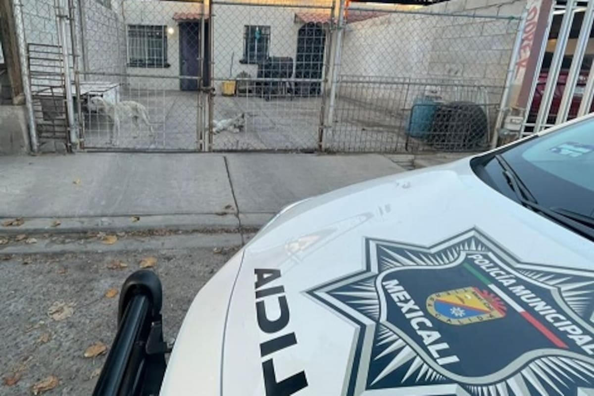 Sancionan vivienda por dos perros en estado de desnutrición