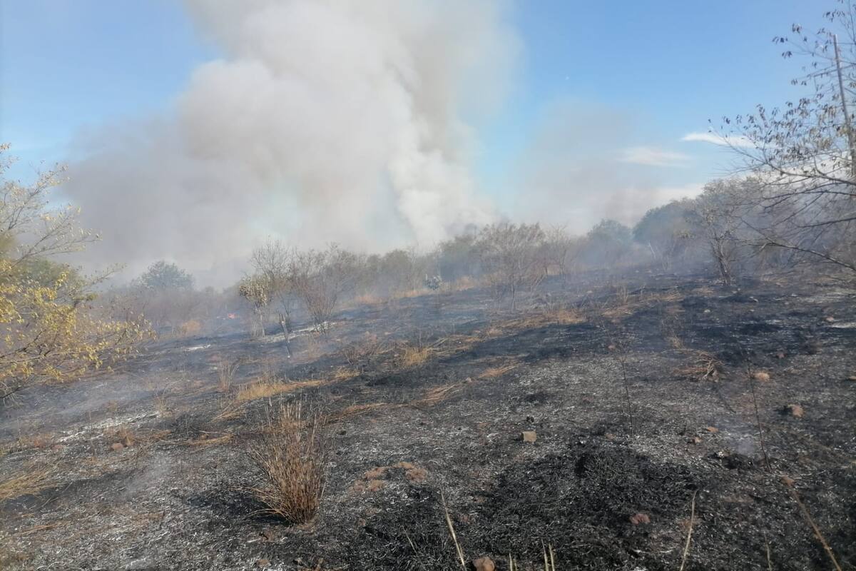 Controlan incendio forestal en Álamos