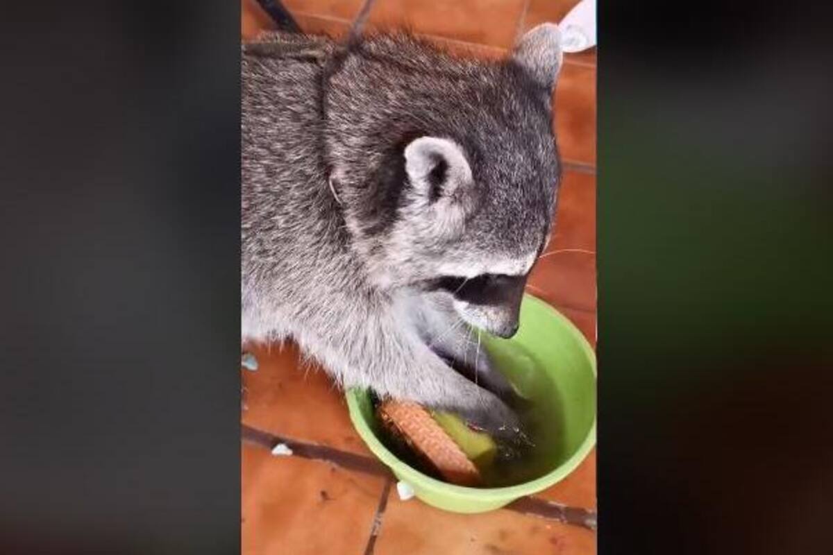 Mapache lava los trastes de su dueña y se vuelve viral