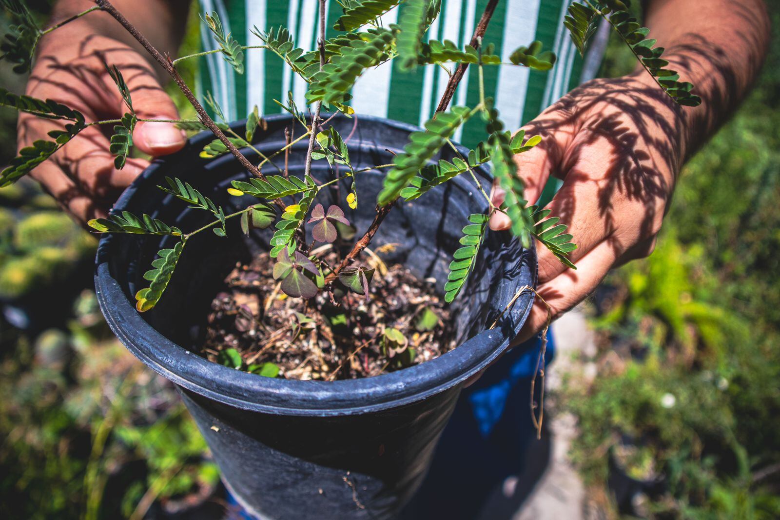 Foto: Andrés O. Farrera.