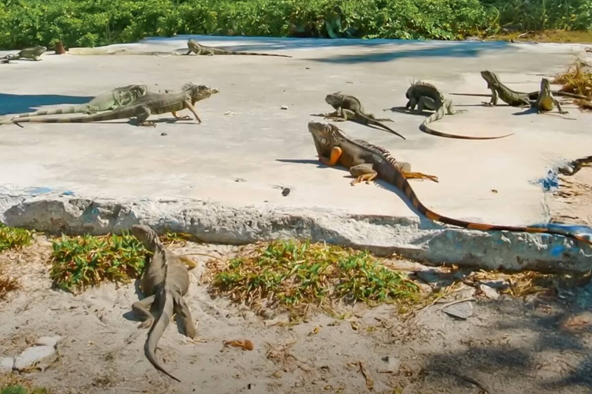 Cómo las iguanas verdes se convierten en una amenaza global: casos de Florida y Gran Caimán