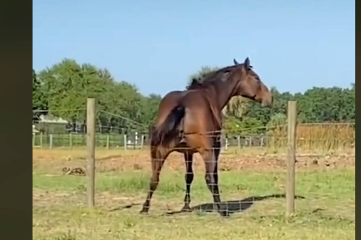 Mujer capta el momento exacto en el que un caballo se rasca contra una valla y el video se hace viral