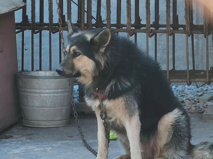 Encadenados, sin comida y sin refugio: rescatan a dos perros en abandono extremo en Popotla