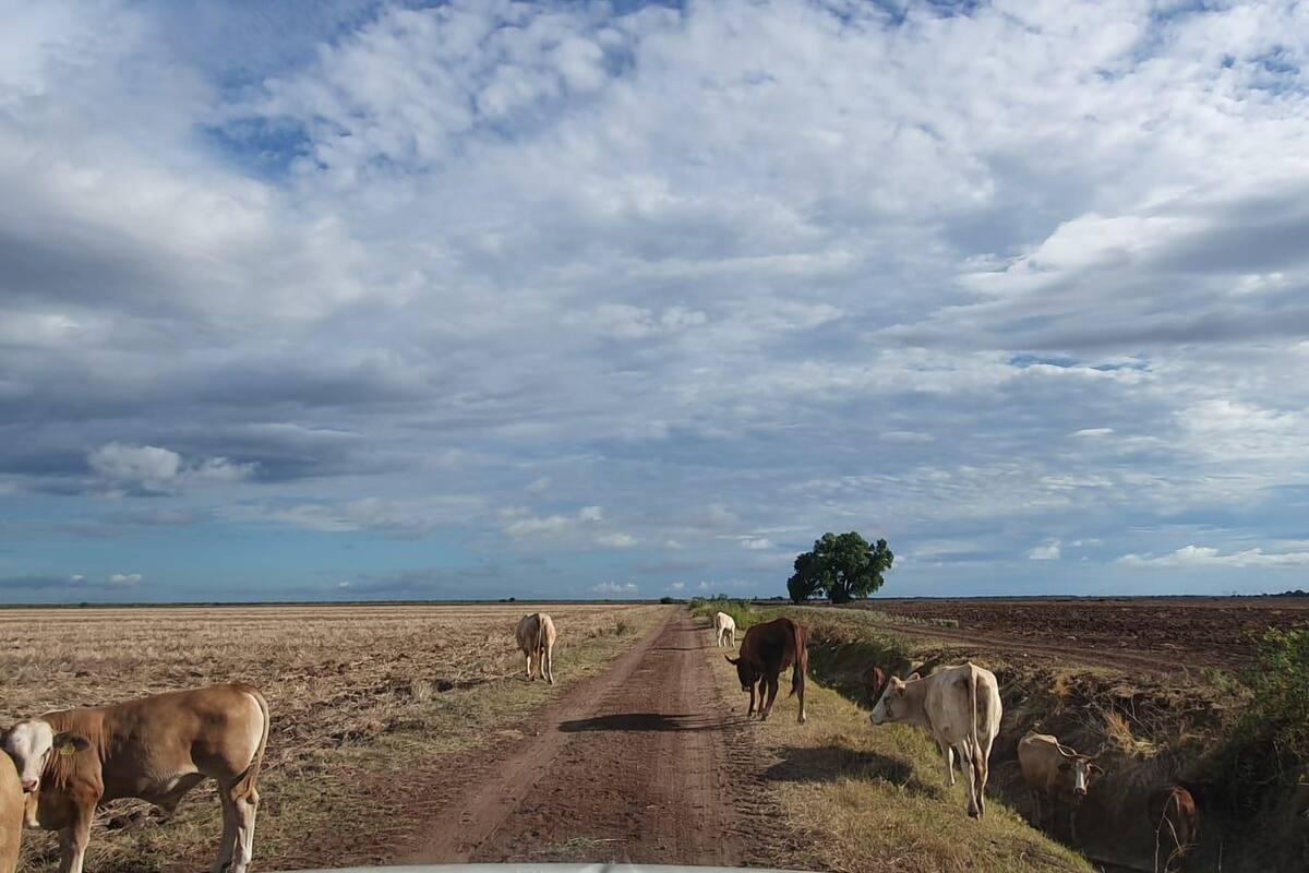 Esperan ganaderos que julio y agosto sean de más lluvias