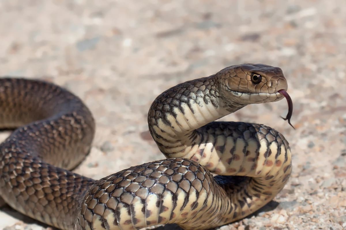 Video: Familia encuentra serpiente de cascabel en posición de ataque y llama al 911