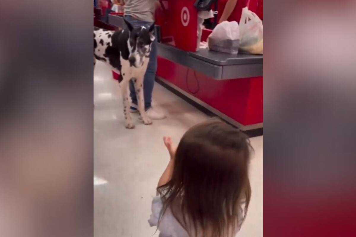 Video viral: Niña causa ternura al confundir un perro con “La Vaca Lola”