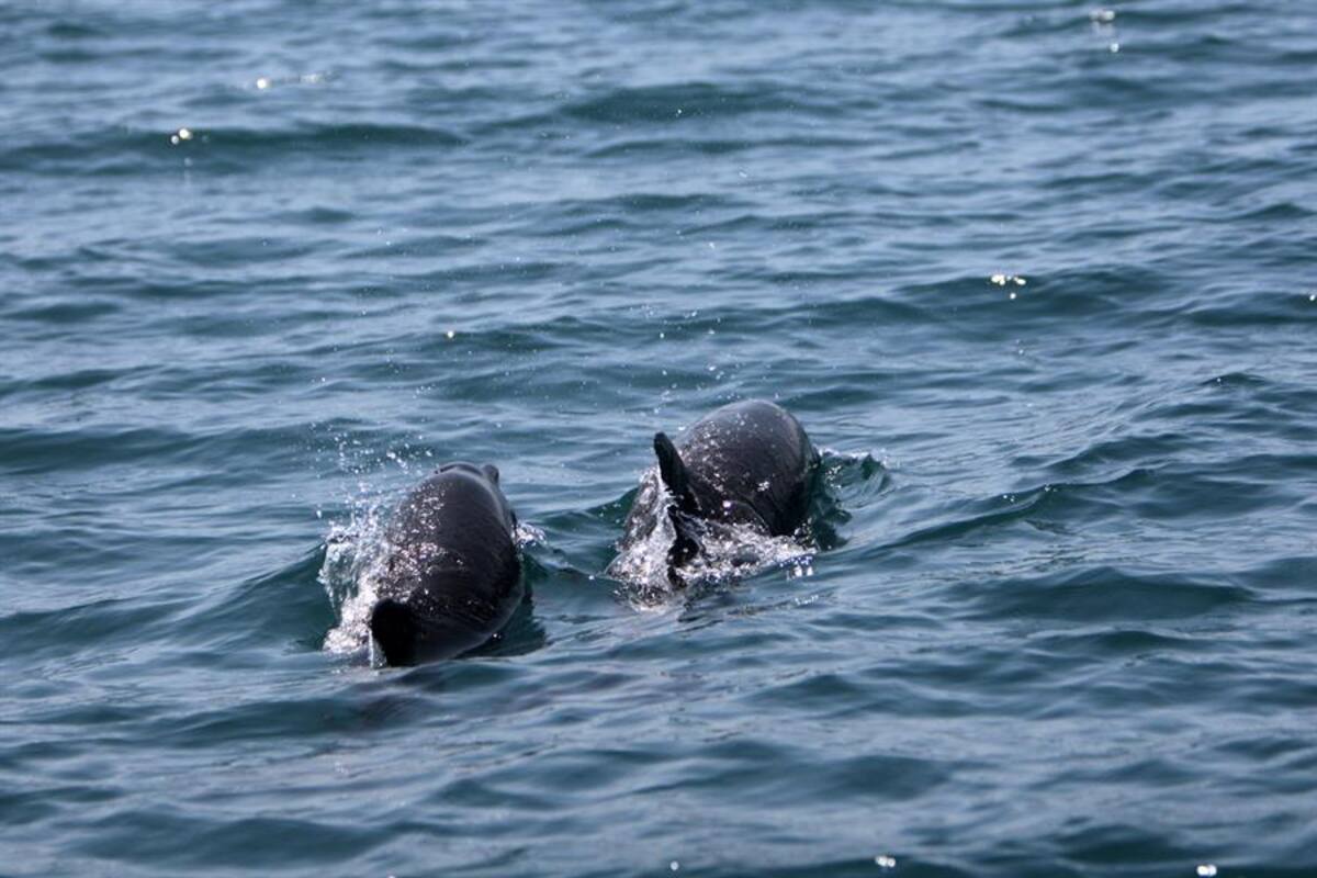 Delfines machos cooperan y se coordinan entre sí frente a las amenazas