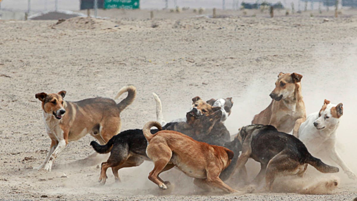 Jauría ataca a una mujer de 79 años mientras caminaba por la calle en Morelos; el ataque se viralizó y la Fiscalía abrió una investigación para determinar responsabilidades