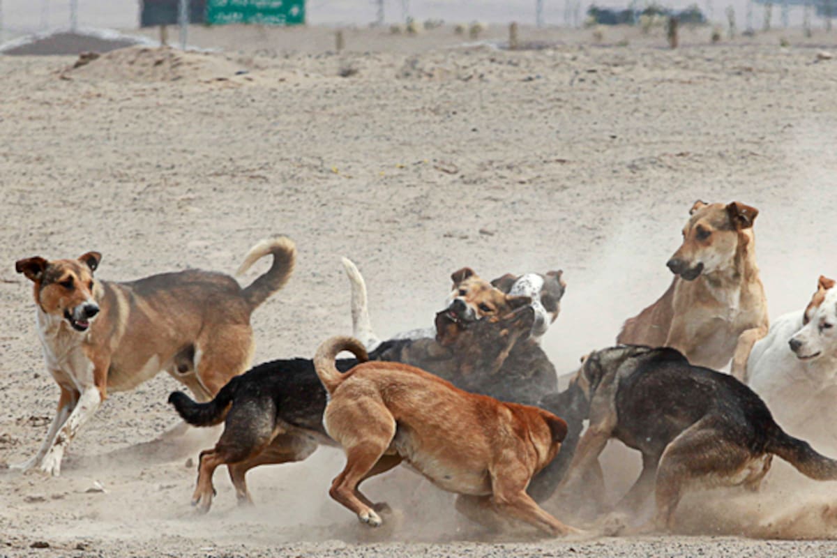 Dos hombres fallecen por ataques de jaurías de perro en Estado de México