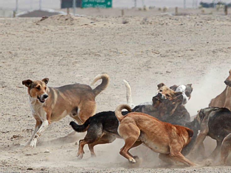 Dos hombres fallecen por ataques de jaurías de perro en Estado de México