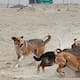 Dos hombres fallecen por ataques de jaurías de perro en Estado de México