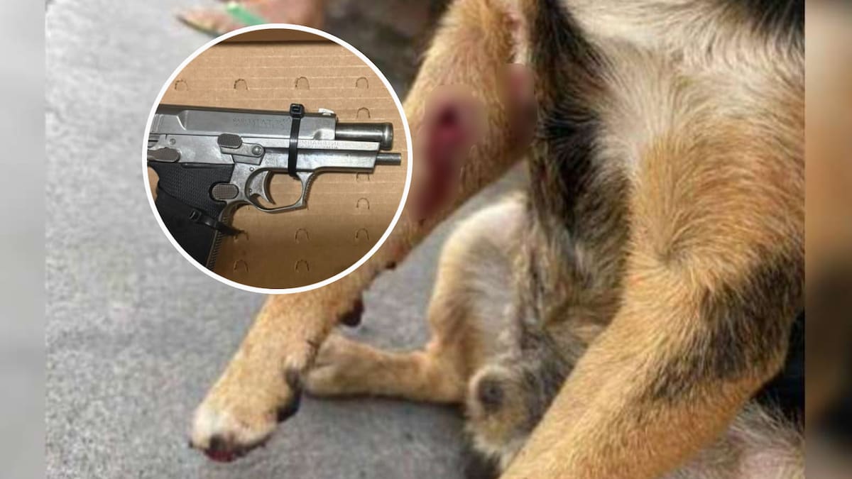 Adolescente que baleó a un perrito en Sinaloa quedó libre tras acordar que irá a terapia