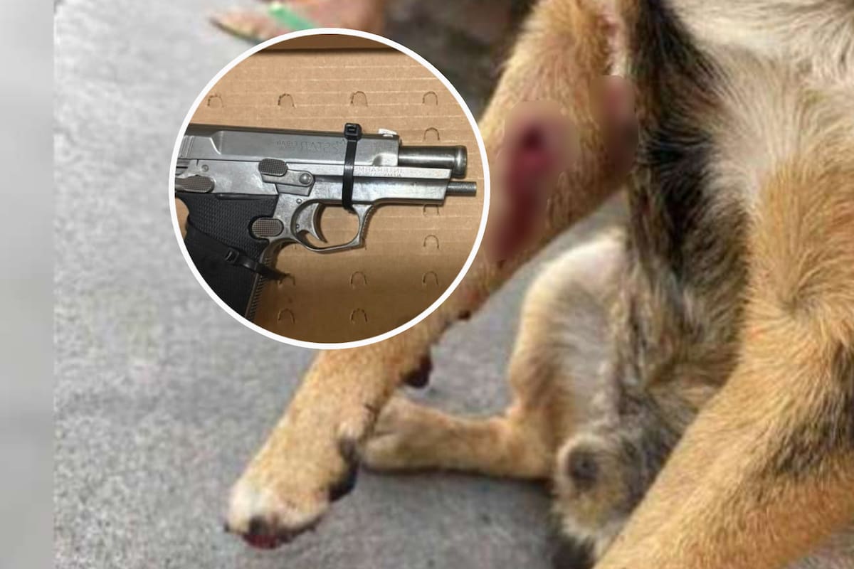 Adolescente que baleó a un perrito en Sinaloa quedó libre tras acordar que irá a terapia