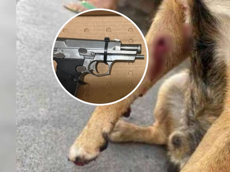 Adolescente que baleó a un perrito en Sinaloa quedó libre tras acordar que irá a terapia