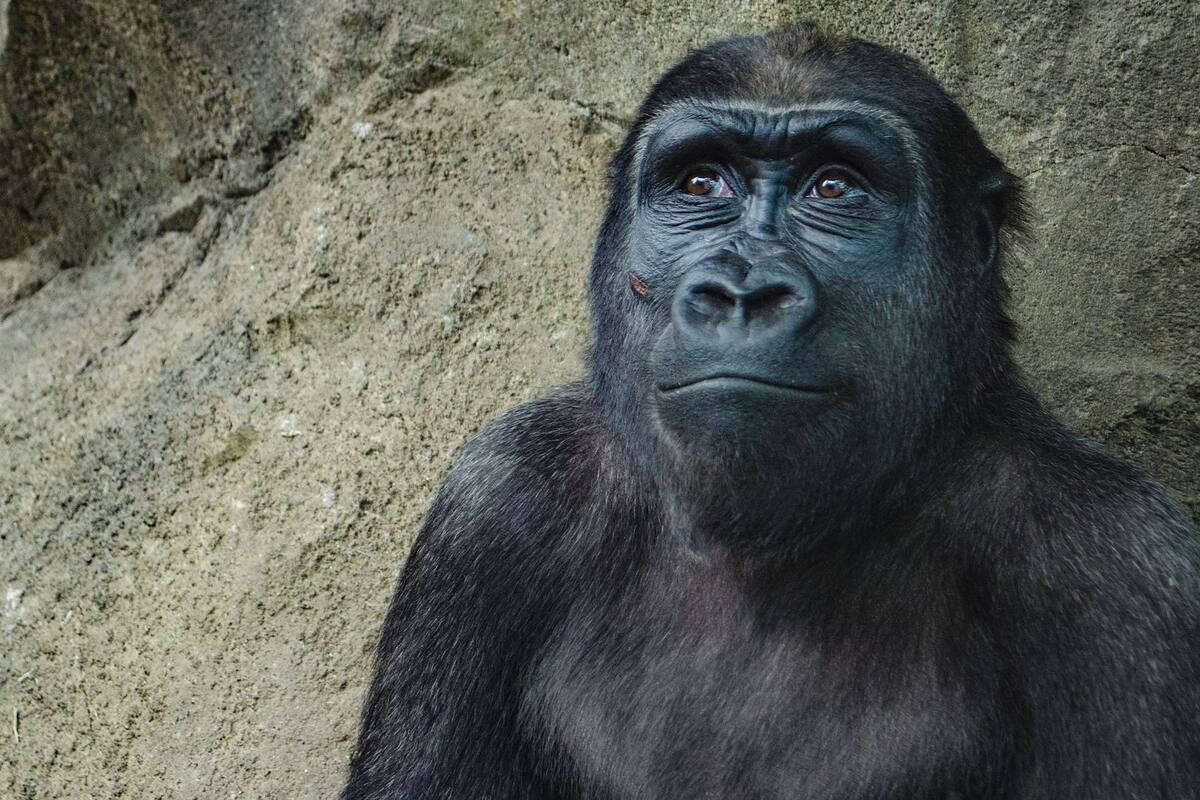 Nace una especie de gorila en peligro de extinción