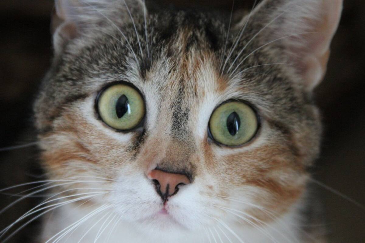 La cara de un gato al ver a su dueño acariciando a otro felino