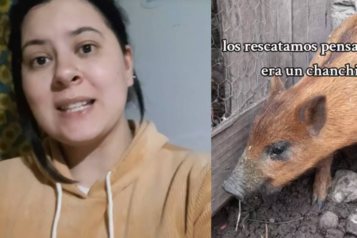 Rescatan un cerdito que resultó ser un jabalí salvaje