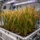 China cosecha arroz en el espacio por primera vez a partir de semillas cultivadas en órbita y estudia si será posible producir alimentos para futuras misiones lejos de la Tierra