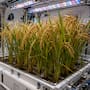 China cosecha arroz en el espacio por primera vez a partir de semillas cultivadas en órbita y estudia si será posible producir alimentos para futuras misiones lejos de la Tierra