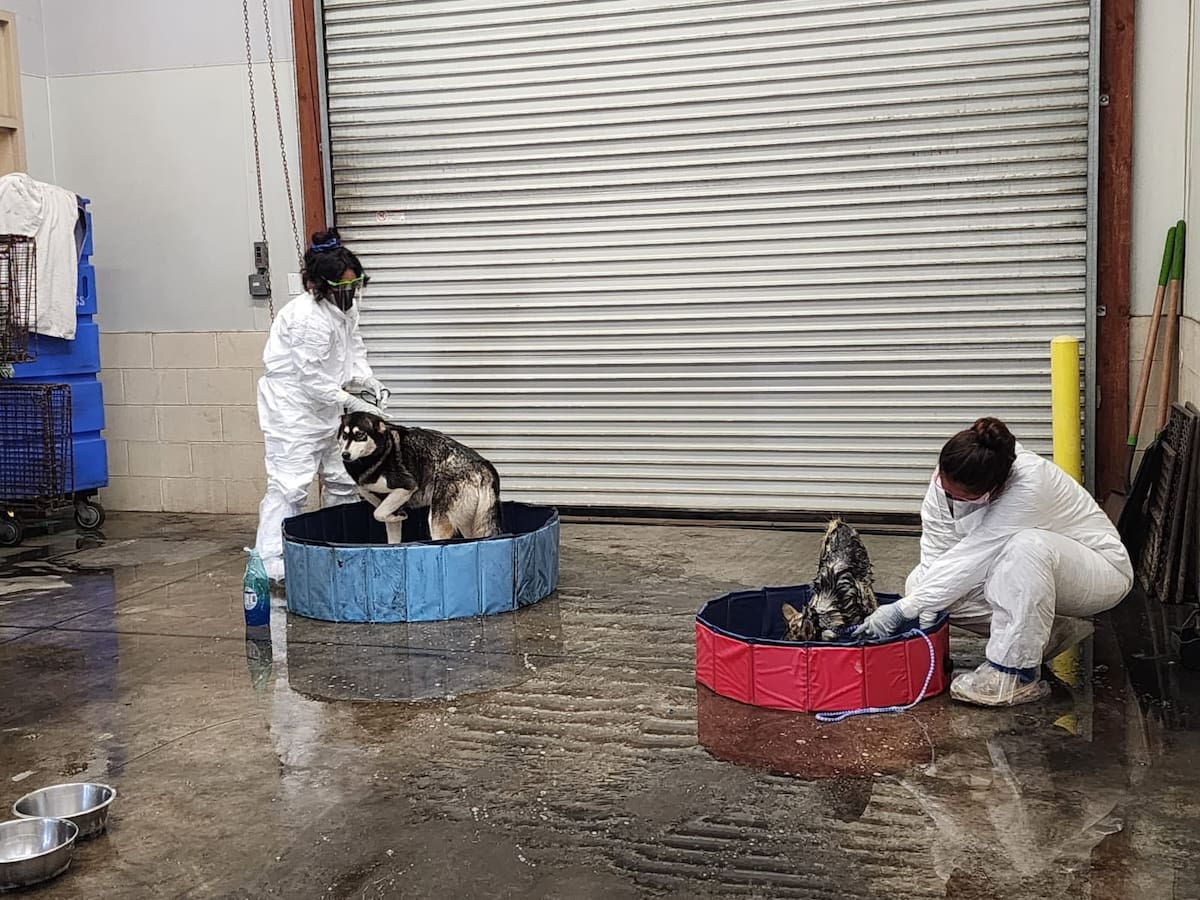 Un equipo de veterinarios proporcionó atención médica inmediata y se descontaminó a los perros que tenían combustible en su pelaje. Foto: Cortesía