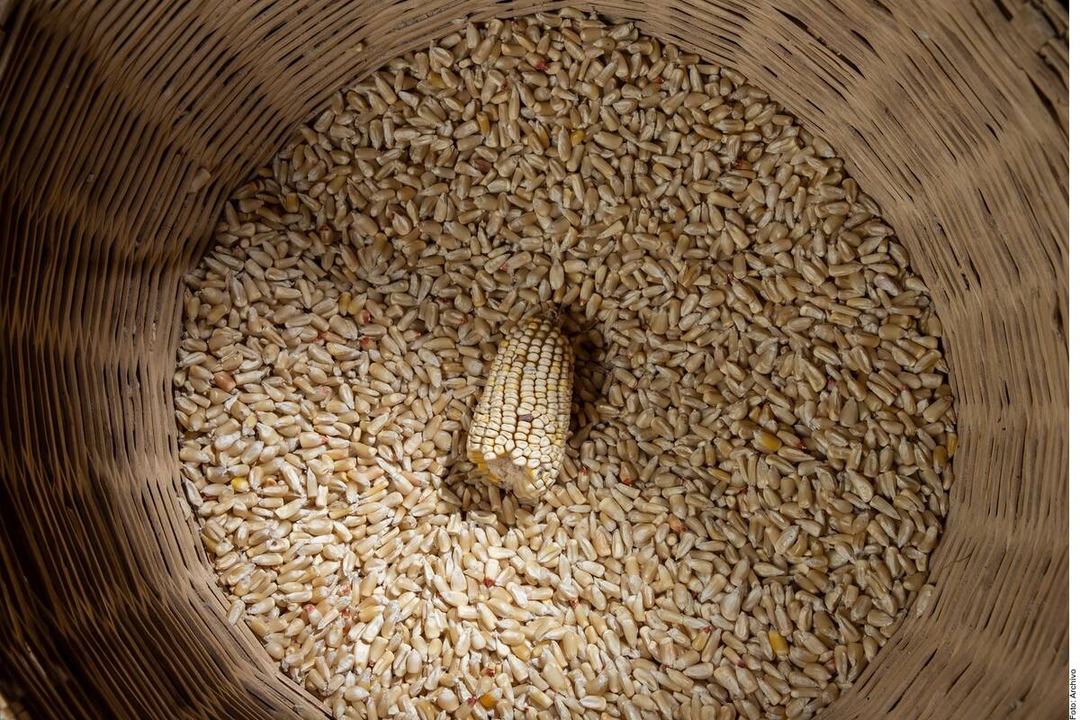 Agricultura: Aumenta en 20% la cosecha de maíz en Sonora