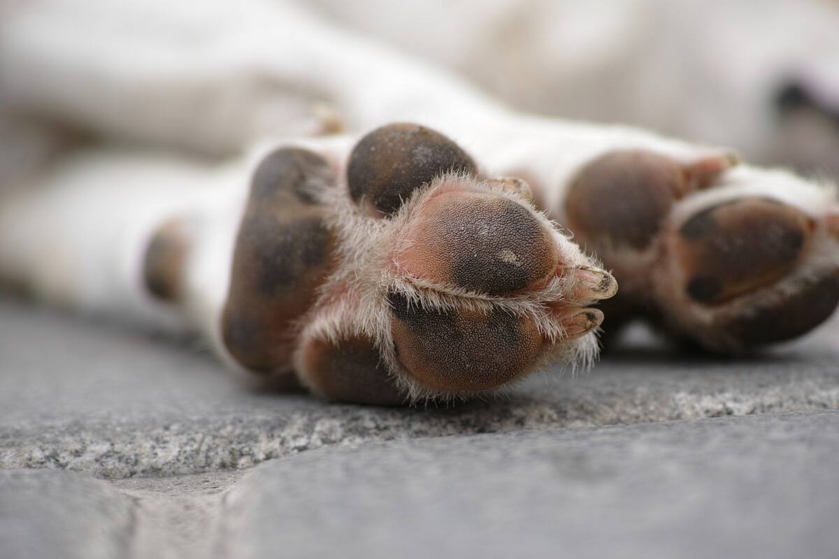 Volvió a casa y halló muertos a sus perros; investigan caso en Hermosillo