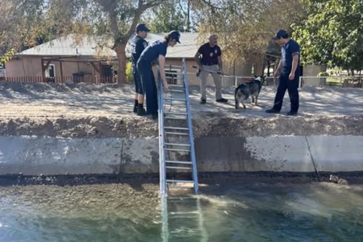 Rescatan a dos perros que quedaron atrapados en un canal en Yuma