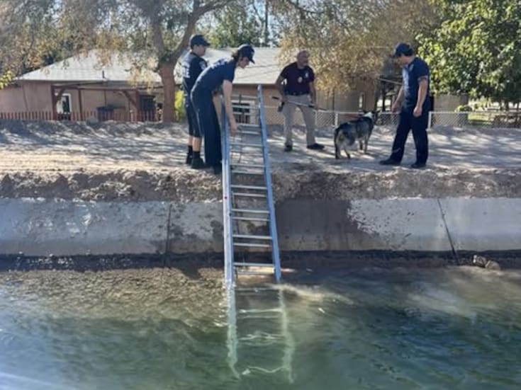 Rescatan a dos perros que quedaron atrapados en un canal en Yuma