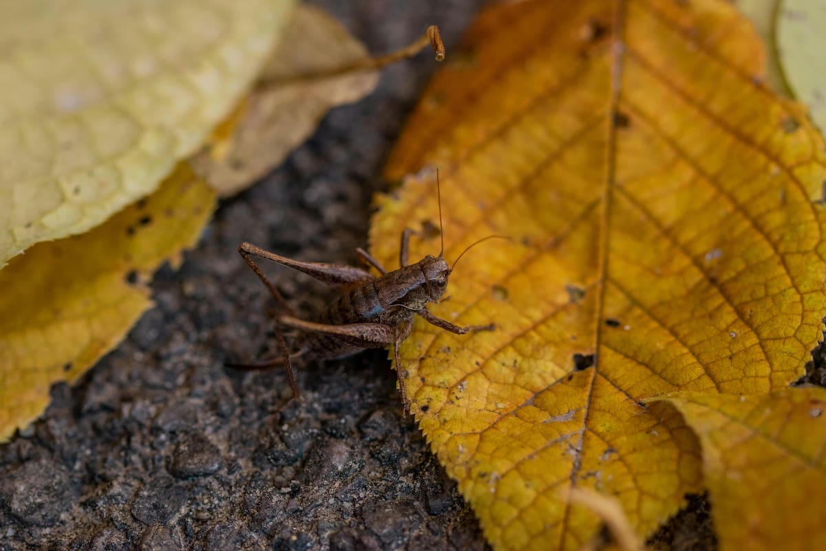Tener grillos en el hogar puede ser señal de un ambiente saludable: expertos explican que su presencia confirma un jardín sano, con control natural de plagas y ciclos ecológicos sanos | Foto: pexels