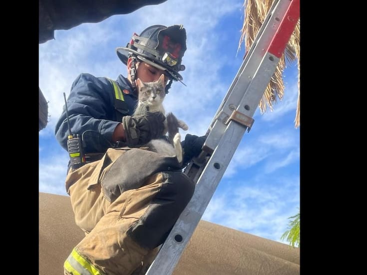 Rescatan a gatito atrapado en lo alto de una palma en SLRC
