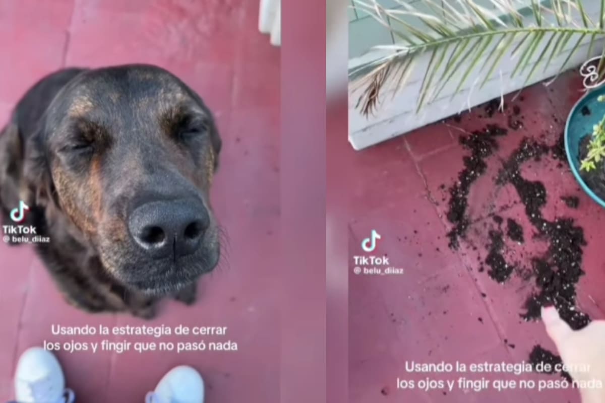 “Él no ve nada, él es inocente.”: Joven da a conocer como su perro evade su travesura después de hacerla y se vuelve viral
