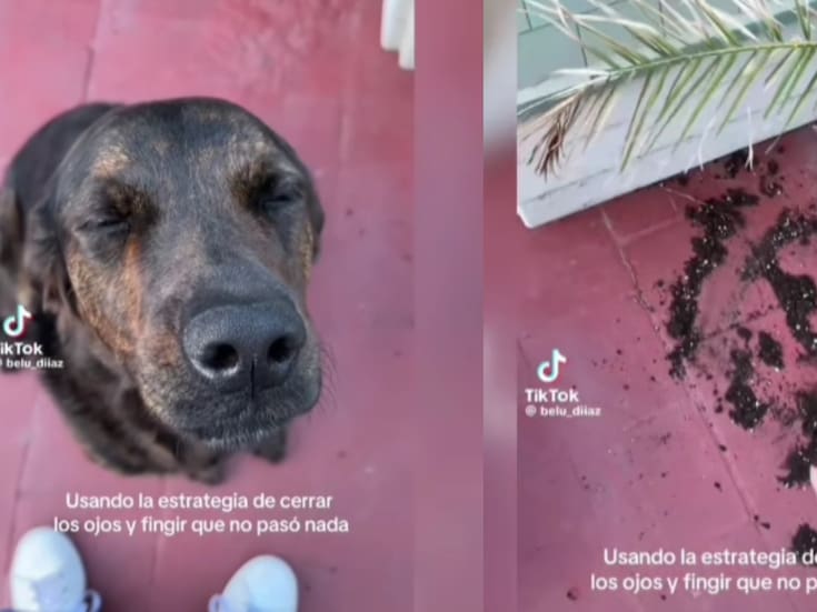 “Él no ve nada, él es inocente.”: Joven da a conocer como su perro evade su travesura después de hacerla y se vuelve viral