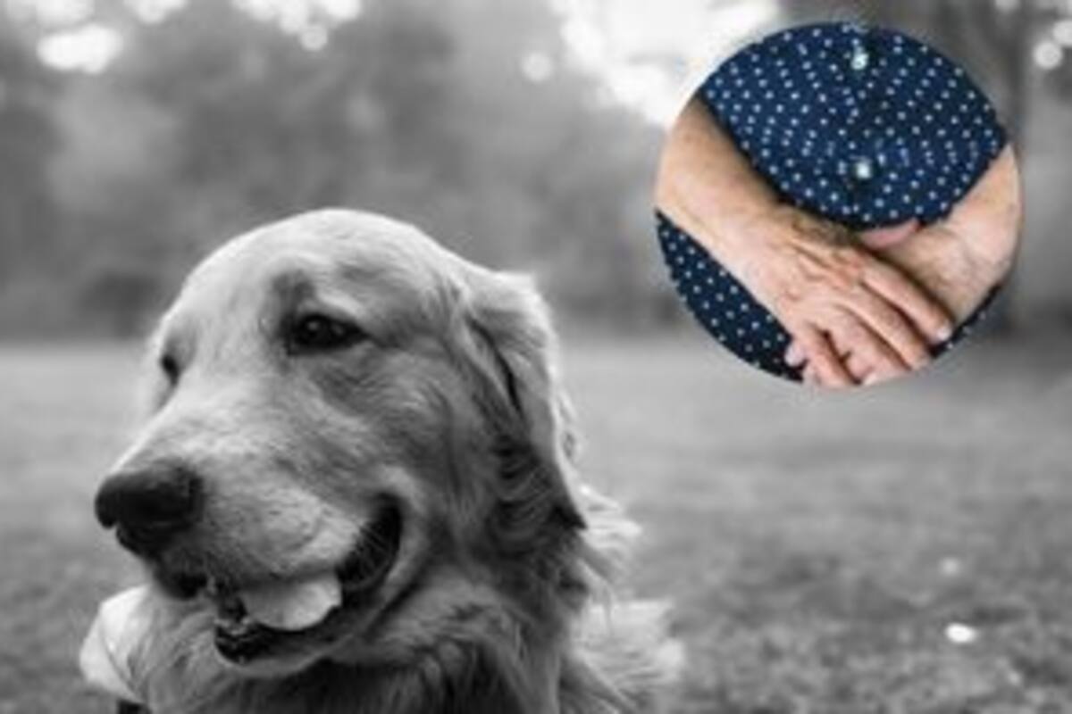 Perro salvó a su dueña con Alzheimer cuando salió a darle un paseo en Utah y se extravió