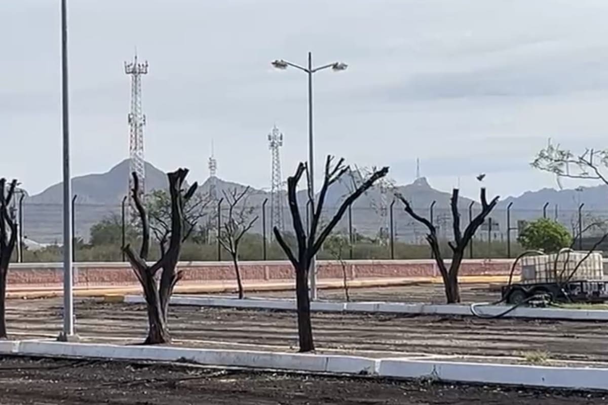 Podrían sancionar al AICO por poda de árboles