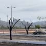 Podrían sancionar al AICO por poda de árboles