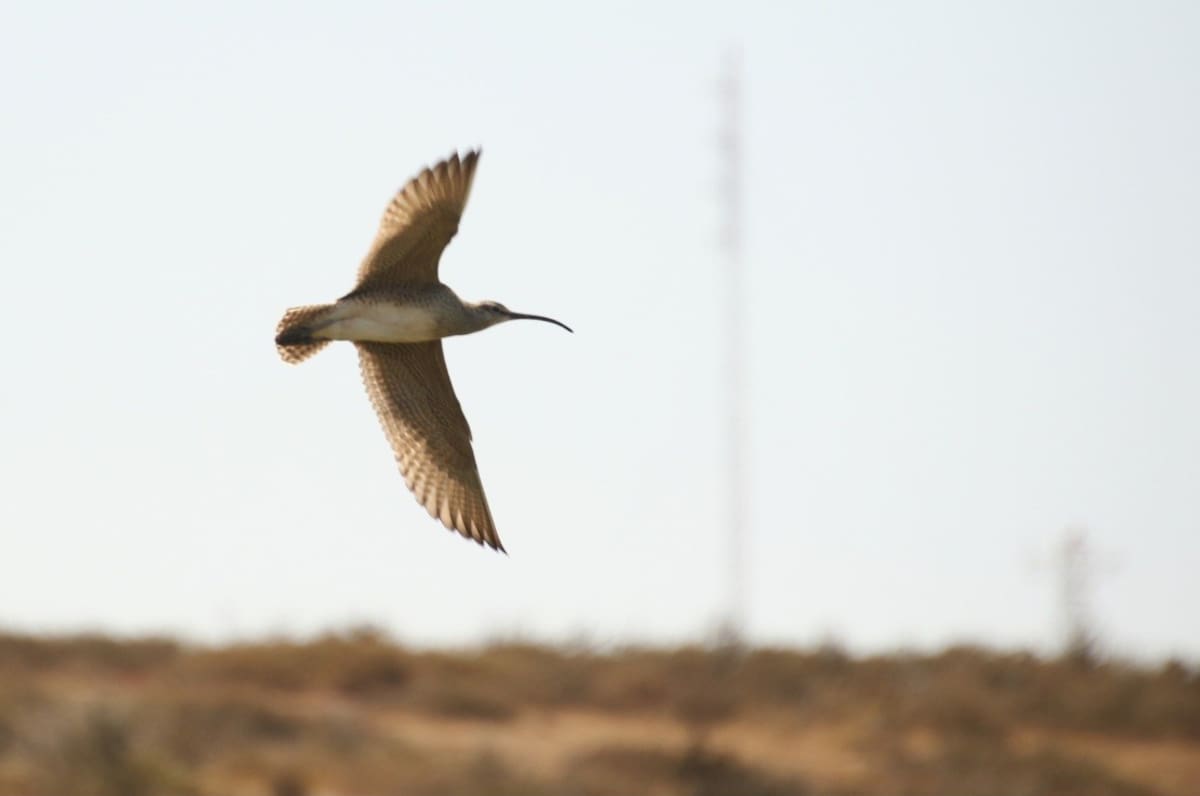 El hallazgo dio paso a un proyecto para determinar qué comen los zarapitos trinadores en los campos de San Quintín y por qué utilizan este paisaje durante su migración. Foto: Julián García