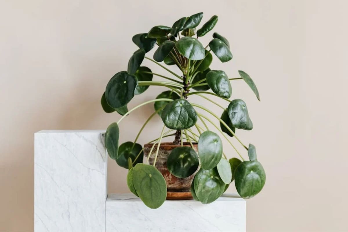 La Pilea Peperomioides: ¿Por qué el Feng Shui recomienda tener esta planta en casa para atraer dinero?