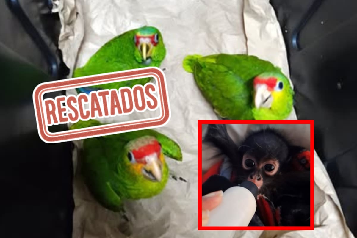 Rescatan a 25 loros y un mono araña en Yucatán; dos personas fueron detenidas por tráfico ilegal de fauna