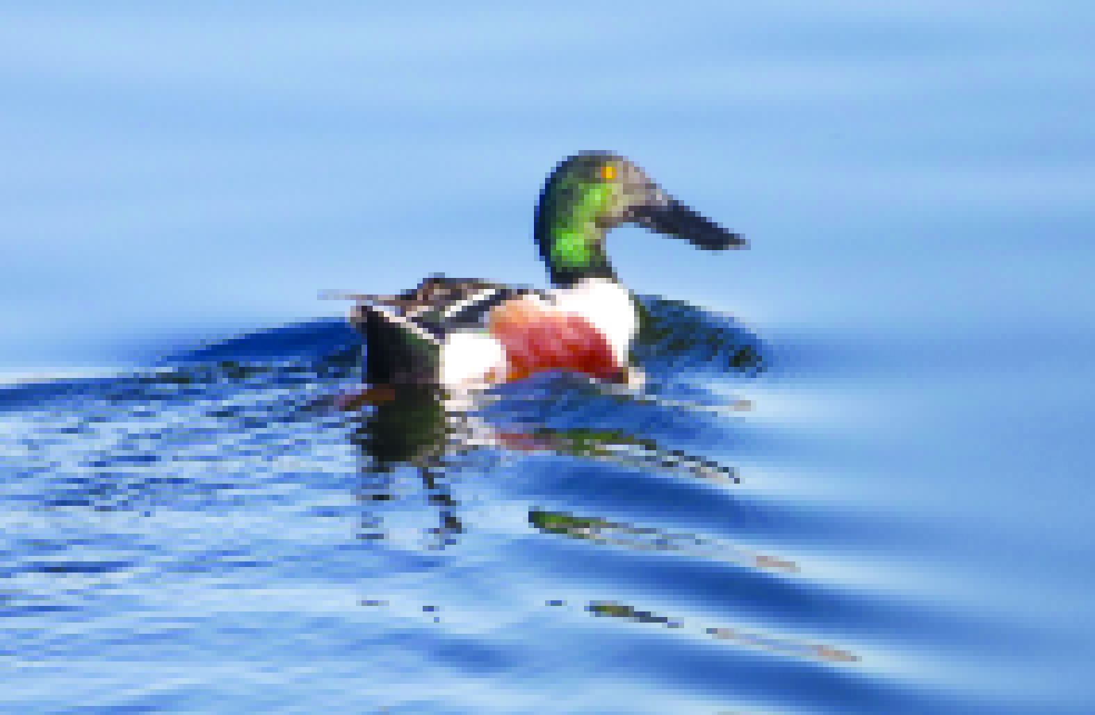 DE VISITA
Una de las especie de aves migratorias es el pato canadiense que visita las lagunas que se encuentran al norponiente de la ciudad.
