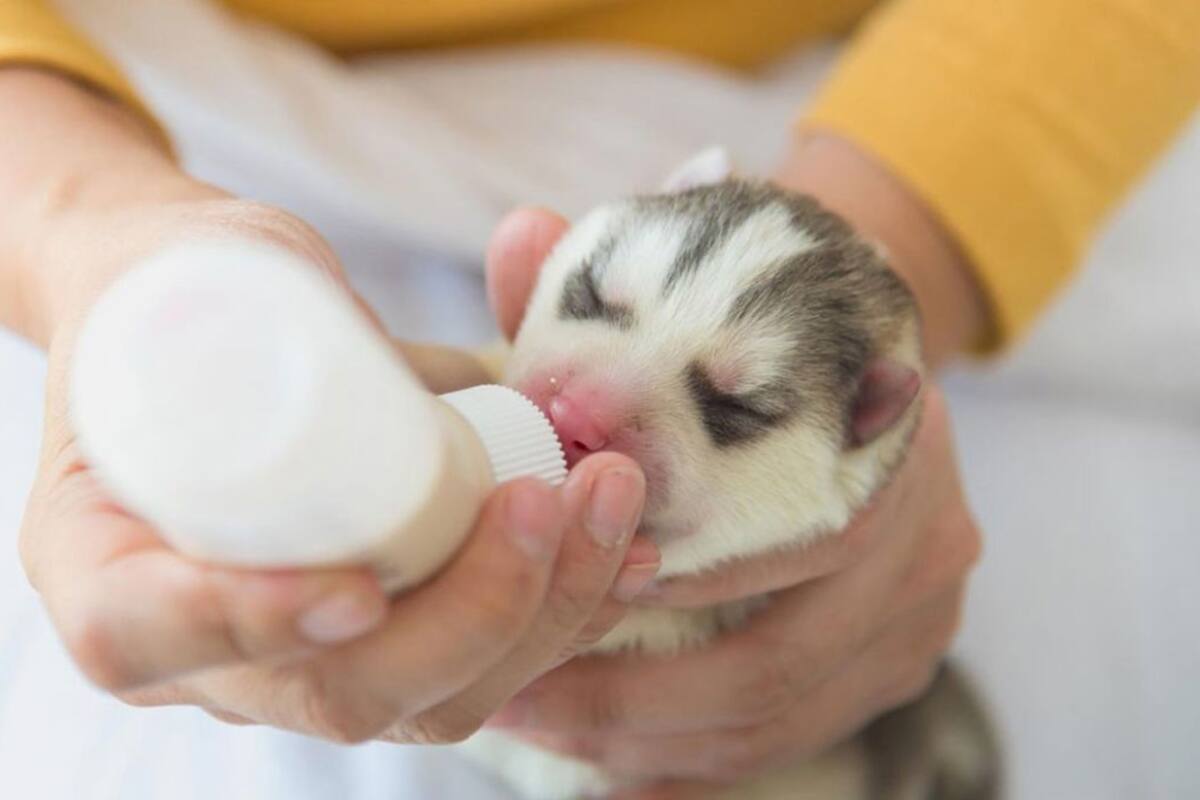 ¿Cuál es la cantidad correcta de alimento para tu cachorro?
