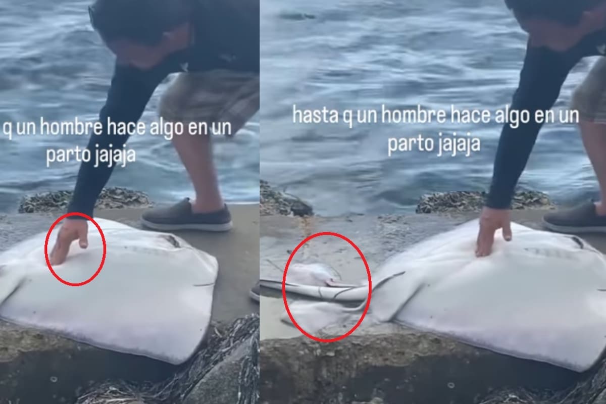 Un gesto inesperado: hombre ayuda a una mantarraya a parir en la orilla de la playa