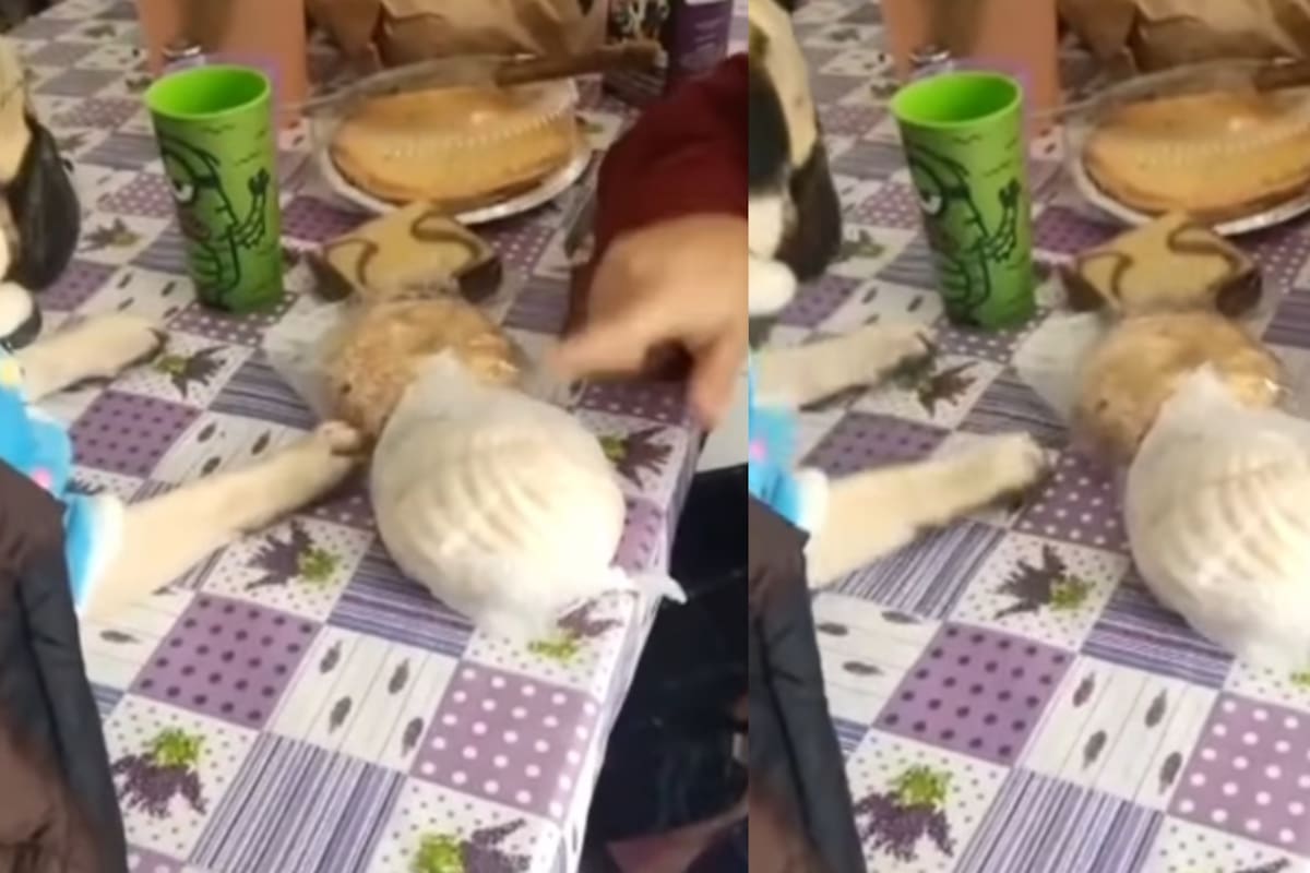 Pug se vuelve viral en redes sociales por escoger que pan de dulce quiere degustar