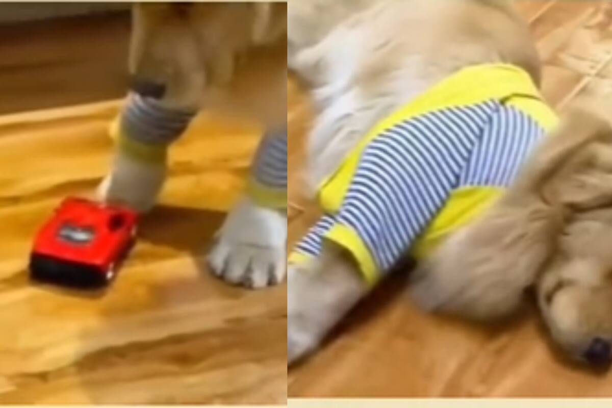 TikTok: Perrito es “atropellado” por carro de juguete y su reacción exagerada se hizo viral